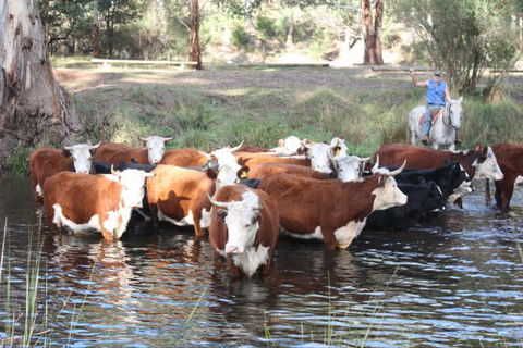 Stockyard Creek - Lightning Ridge Tourism 3