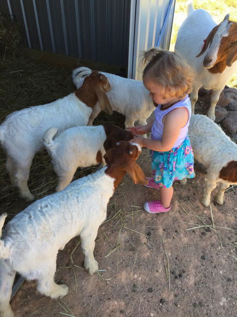 Yalooka Farm - Lightning Ridge Tourism 7