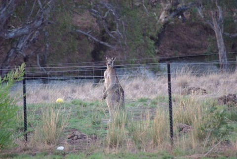 Yalooka Farm - Lightning Ridge Tourism 9