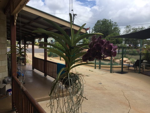 Curtain Fig Motel Yungaburra - Lightning Ridge Tourism 2