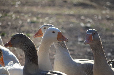 Goat Rock Camping Ground And Tourist Park - Lightning Ridge Tourism 8