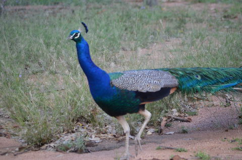 Goat Rock Camping Ground And Tourist Park - Lightning Ridge Tourism 9