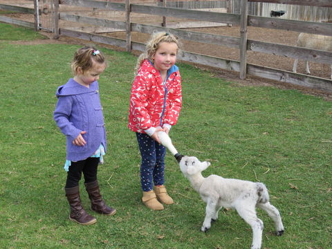 Narnu  Farm (Farm Stay/ School Camp) - Lightning Ridge Tourism 4