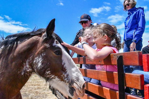 Narnu  Farm (Farm Stay/ School Camp) - Lightning Ridge Tourism 6