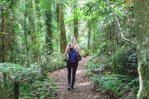 O'Reilly's Rainforest Retreat - Lightning Ridge Tourism 5