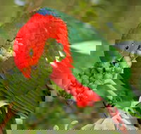 Peacock Creek campground - Lightning Ridge Tourism