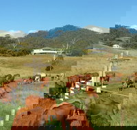 Farringdon Homestead - Lightning Ridge Tourism