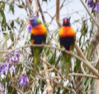 Twilight Grove Farm Bed and Breakfast - Lightning Ridge Tourism