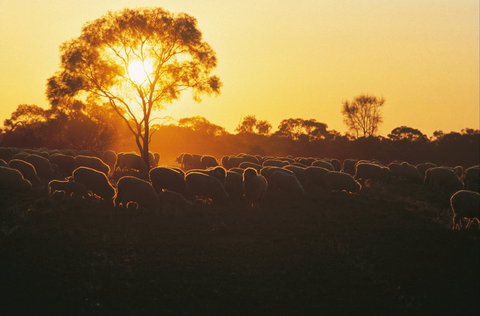 Clandulla Cottages & Farmstay - Lightning Ridge Tourism 0