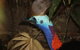 Daintree Wilderness Lodge - thumb 1
