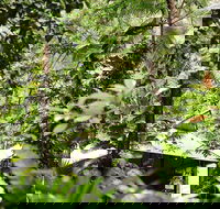 Daintree Ecolodge - Lightning Ridge Tourism
