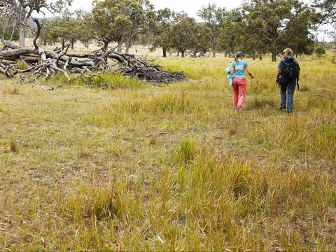 Sundown National Park Camping - Lightning Ridge Tourism 2