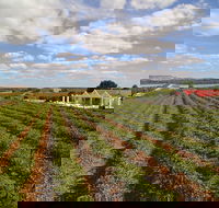 1837 Barossa Luxury Vineyard Cottages - Lightning Ridge Tourism