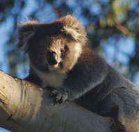 Bimbi Park Camping Under Koalas - Lightning Ridge Tourism