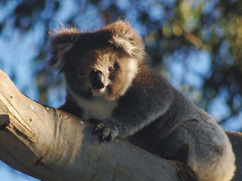 Bimbi Park Camping Under Koalas - Lightning Ridge Tourism 0