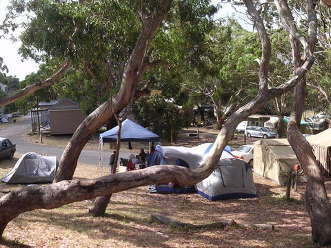 Bimbi Park Camping Under Koalas - Lightning Ridge Tourism 1