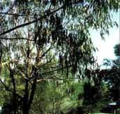 Mallacootas Shady Gully Caravan Park - Lightning Ridge Tourism