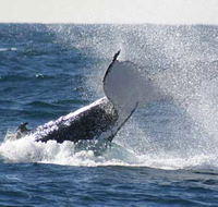 Whale Watching Sydney - Lightning Ridge Tourism