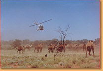 Kings Creek Station - Lightning Ridge Tourism 2