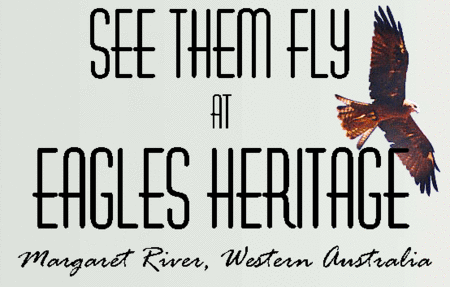 Eagles Heritage Raptor Wildlife Centre - Lightning Ridge Tourism