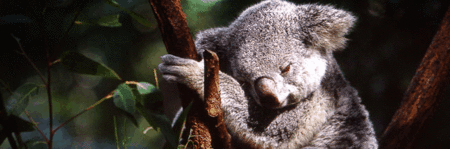 Koala and River Cruise by Mirimar Cruises - Lightning Ridge Tourism