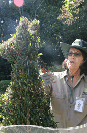Roma Street Parkland - Lightning Ridge Tourism 1