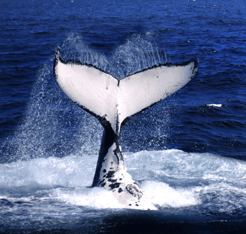 Brisbane Whale Watching - Lightning Ridge Tourism