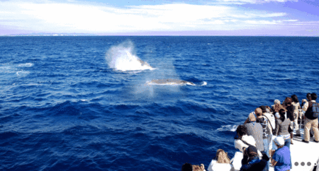Brisbane Whale Watching - Lightning Ridge Tourism 1
