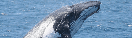 Brisbane Whale Watching - Lightning Ridge Tourism 2