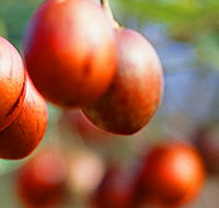 Tropical Fruit World - Lightning Ridge Tourism