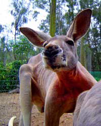 Birdland Animal Park - Lightning Ridge Tourism 3