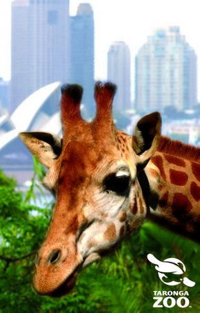Taronga Zoo - Lightning Ridge Tourism 3