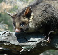 Moonlit Sanctuary Wildlife Conservation Park - Lightning Ridge Tourism