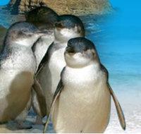 Phillip Island Penguin Parade - Lightning Ridge Tourism