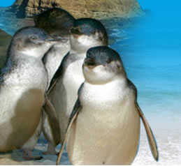 Phillip Island Penguin Parade - Lightning Ridge Tourism 0
