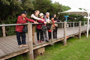 Phillip Island Penguin Parade - Lightning Ridge Tourism 1