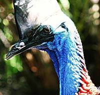 Alma Park Zoo - Lightning Ridge Tourism