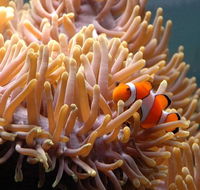 Reef HQ Great Barrier Reef Aquarium - Lightning Ridge Tourism