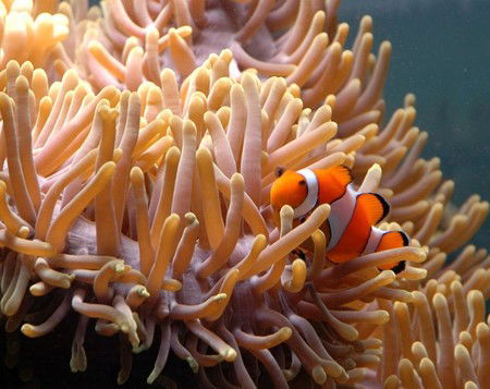 Reef HQ Great Barrier Reef Aquarium - Lightning Ridge Tourism 0