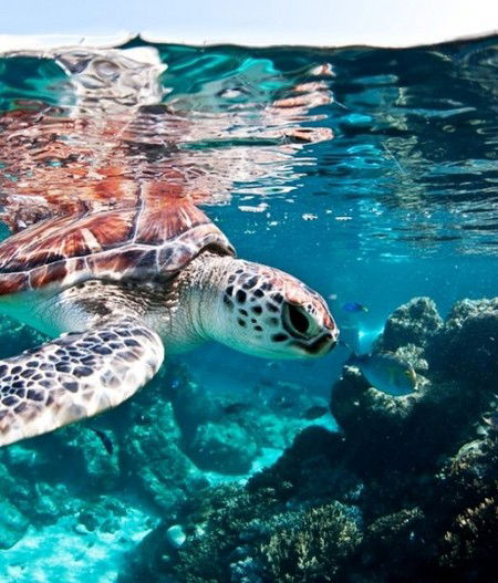 Reef HQ Great Barrier Reef Aquarium - Lightning Ridge Tourism 1
