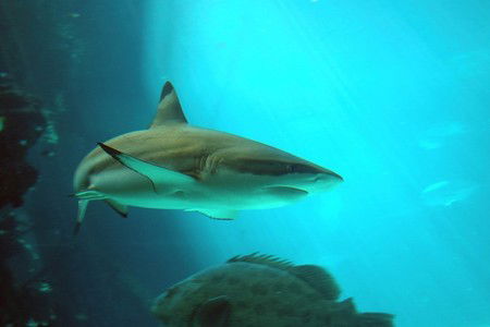 Reef HQ Great Barrier Reef Aquarium - Lightning Ridge Tourism 2