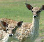 Marapana Wildlife Park - Lightning Ridge Tourism