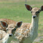 Marapana Wildlife Park - Lightning Ridge Tourism 0