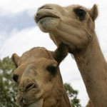 Marapana Wildlife Park - Lightning Ridge Tourism 3