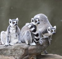 Adelaide Zoo - Lightning Ridge Tourism