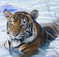 Zoo Doo Wildlife Park - Lightning Ridge Tourism