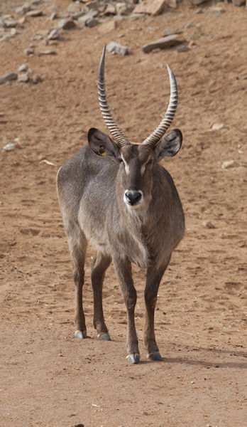 Monarto Zoo - Lightning Ridge Tourism 1