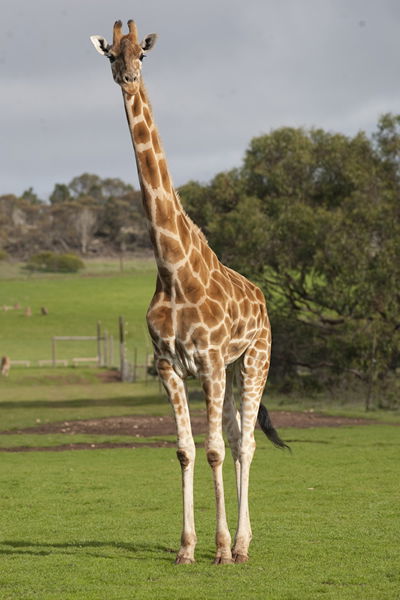 Monarto Zoo - Lightning Ridge Tourism 3