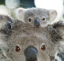 Billabong Koala and Wildlife Park - Lightning Ridge Tourism