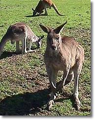 OZe Wildlife - Lightning Ridge Tourism 1